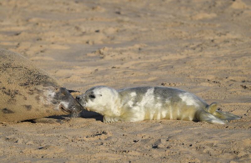 Grey seal pupping season