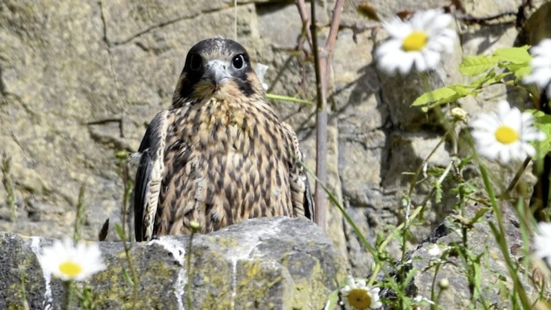 Peregrine falcons are being raised at the site of manufacturer Acheson and Glover (AG) in Fivemiletown 