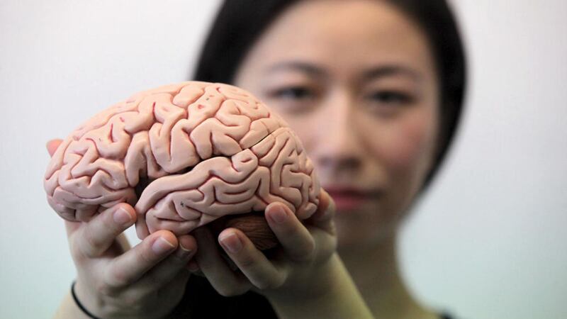 Dr Yujiang Wang from the University of Newcastle holding a replica human brain showing the folds of the cerebral cortex. Picture by Mike Urwin, Newcastle University/Press Association