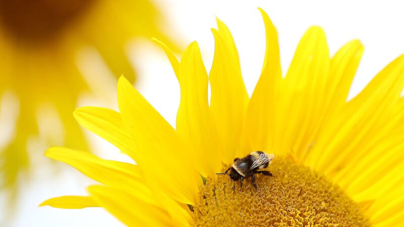 The more bees and other pollinators can fly, the greater diversity of flora and fauna that will be maintained.