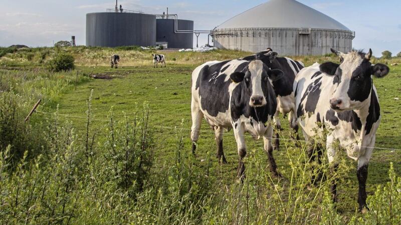 Anaerobic digestion is a process that creates biogas, a renewable energy source, processed from cow waste.