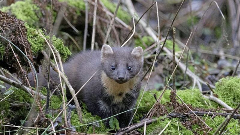 Pine martens are more opportunistic and adaptable with their diet than previously thought 
