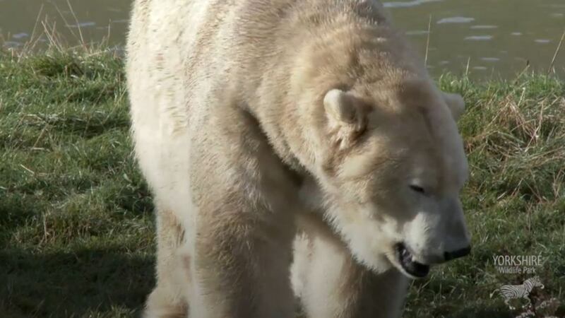Watch this polar bear take a trip to the dentist