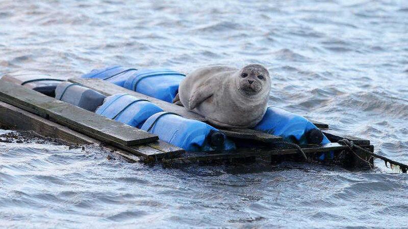A seal pup climbs aboard a make shift raft in Dundrum Bay, Co Down Picture by Mal McCann 