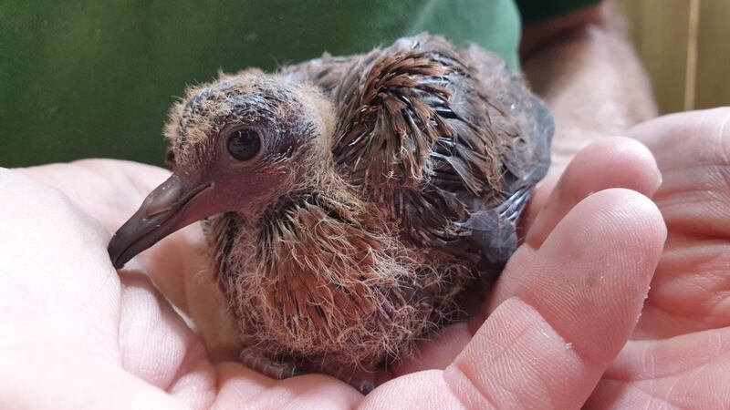 The Socorro dove chicks are seven weeks old and said to be thriving.