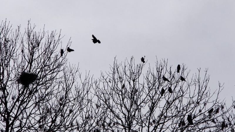 Crows can be raucous creatures in the cold, still winter mornings 