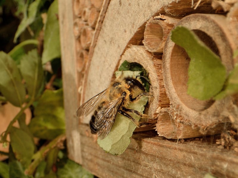 A solitary bee finding shelter in bamboo
