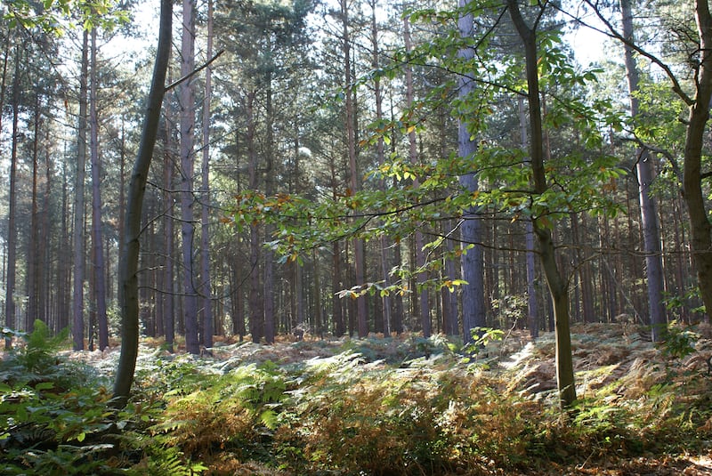 A view of trees in Blean Woods (Ray Lewis/PA)