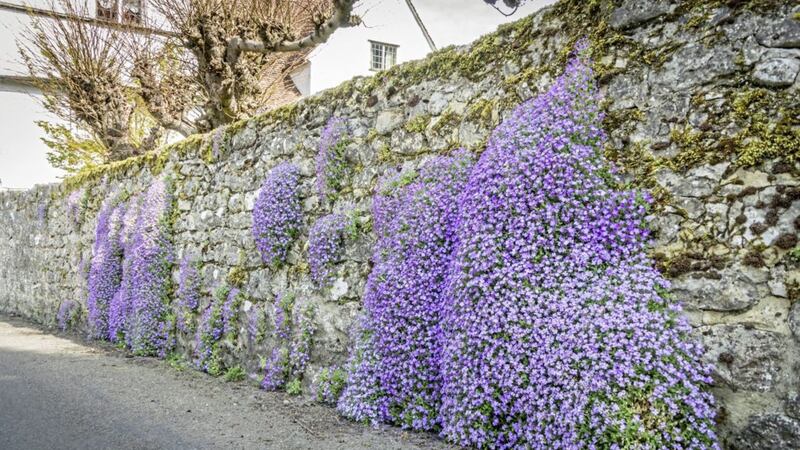 Aubretia cascading down a stone wall &ndash; it&#39;s a plant that tends to go with the flow 