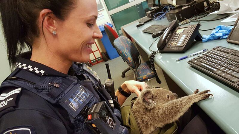 Senior Constable Rio Law holds a koala at the Upper Mount Gravatt Police station in Brisbane, Australia, after it was found in a bag carried by a woman who was being arrested&nbsp;