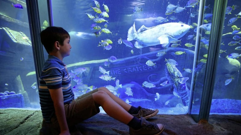 Watching the fish go by at the Exploris Centre in Portaferry. Picture by Mal McCann. 