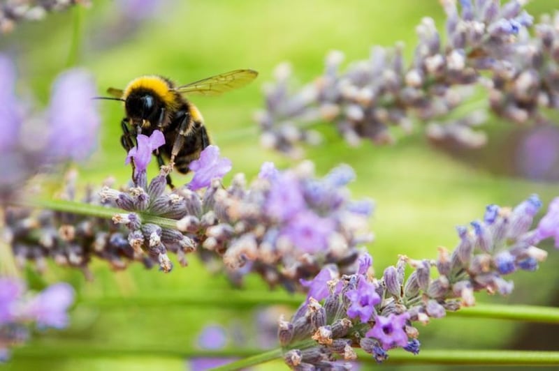 15 hectares of Belfast land will be given over to&nbsp; pollinators