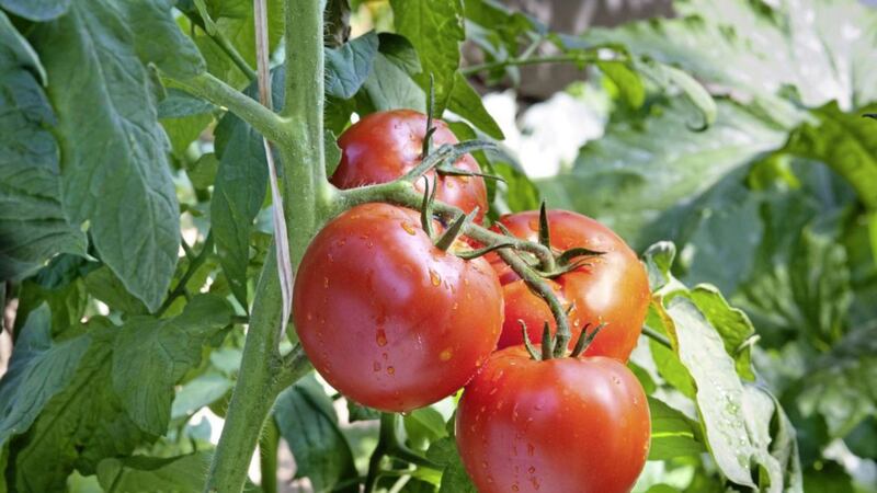 A well looked after crop of tomato plants will yield fruit from July through to the autumn 