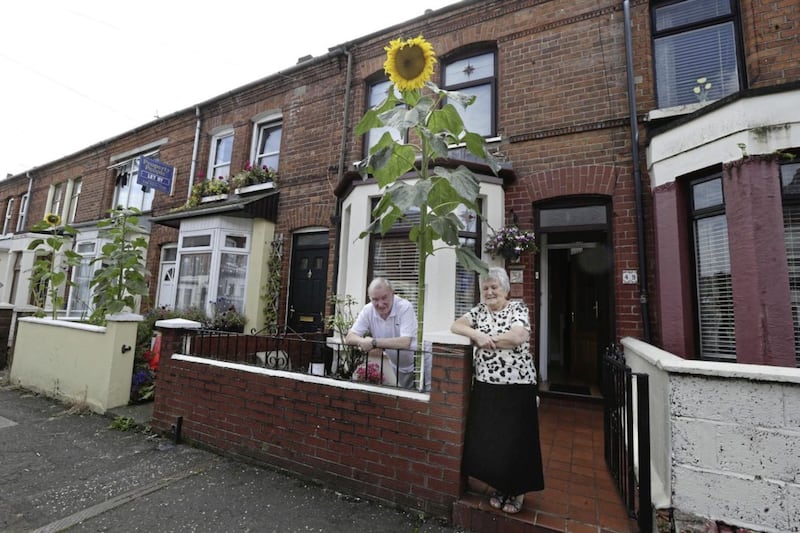 Pauline and Leo McEvoy with their giant sunflower at their home in south Belfast. Picture by Hugh Russell 
