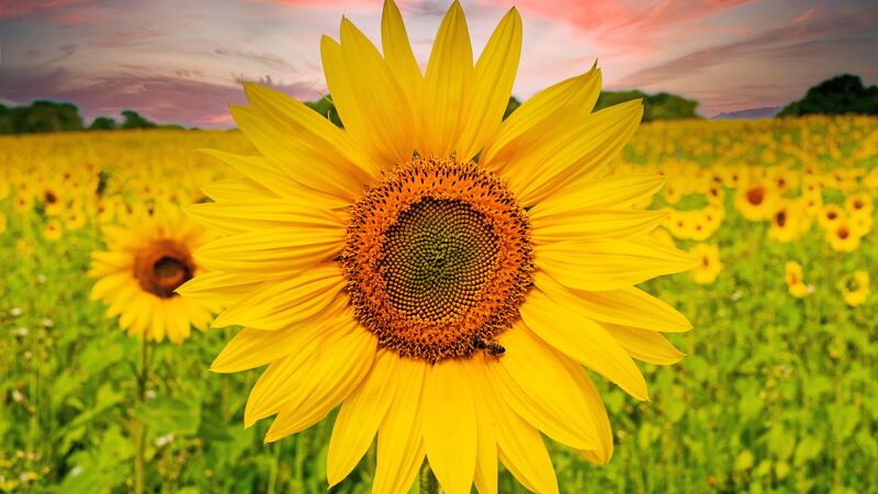 Sunflowers bring so much joy (Alamy/PA)