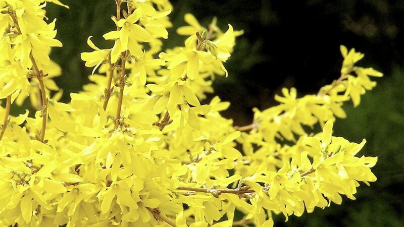 Forsythia need little care and are hardy in extreme temperatures 