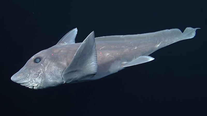 Monterey Bay Aquarium Research Institute shot the first ever footage of the pointy-nosed blue ratfish (known as Hydrolagus trolli) in oceans off Hawaii and California&nbsp;