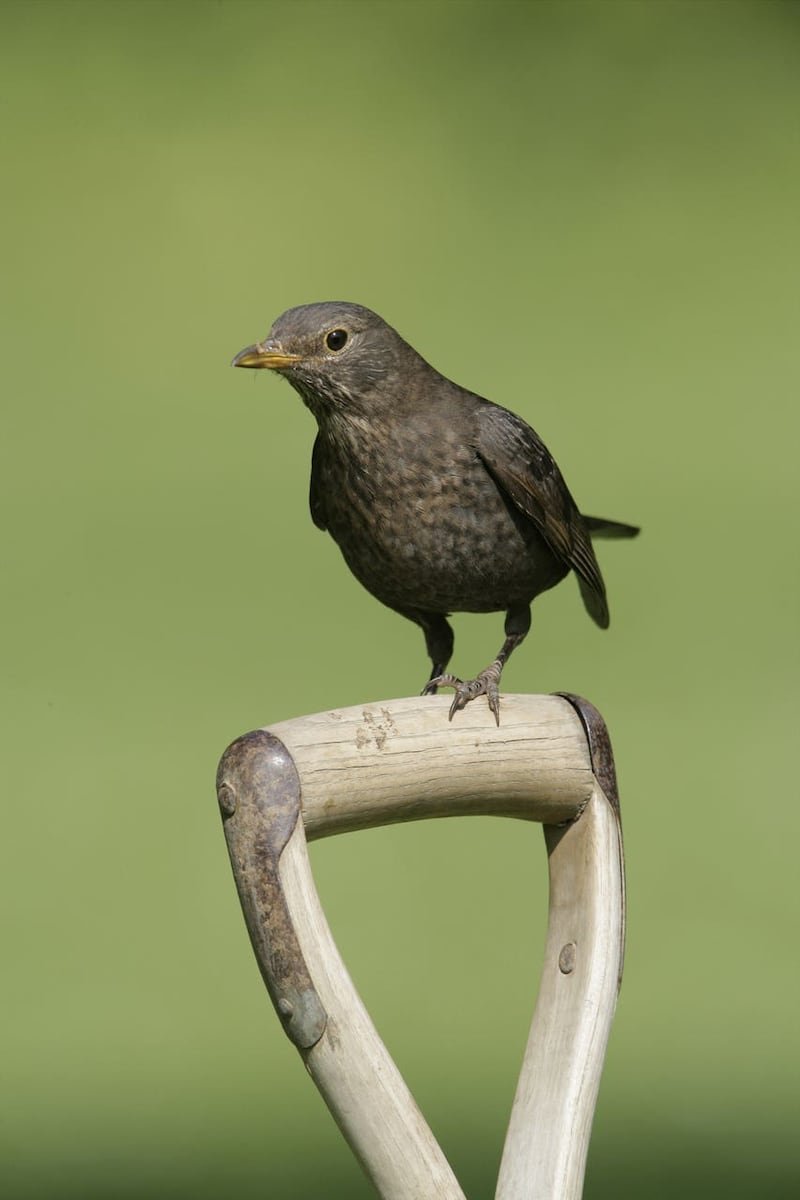 A blackbird on a garden fork handle