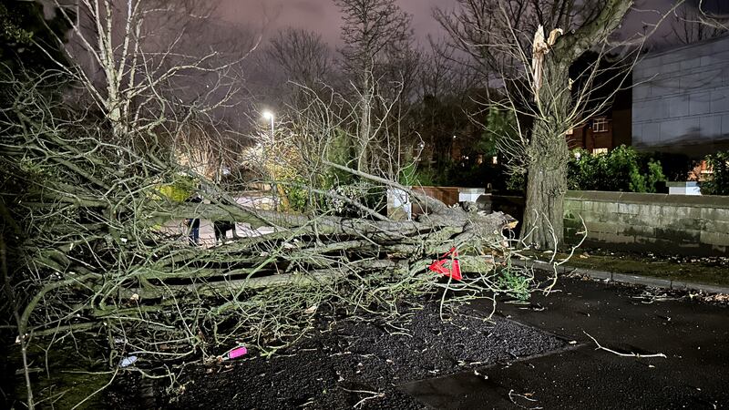 A tree branch fallen on Notting Hill road in south Belfast during Storm Isha on Sunday January 21, 2024. Picture by Liam McBurney, PA.