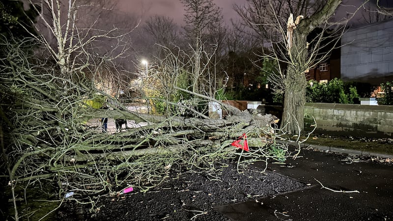 A tree branch fallen on Notting Hill road in south Belfast during Storm Isha on Sunday January 21, 2024. Picture by Liam McBurney, PA.