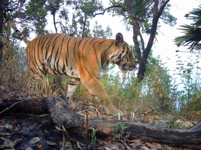 An endangered tiger in western Thailand caught on camera (DNP/PANTHERA/ZSL/RCU/PA)
