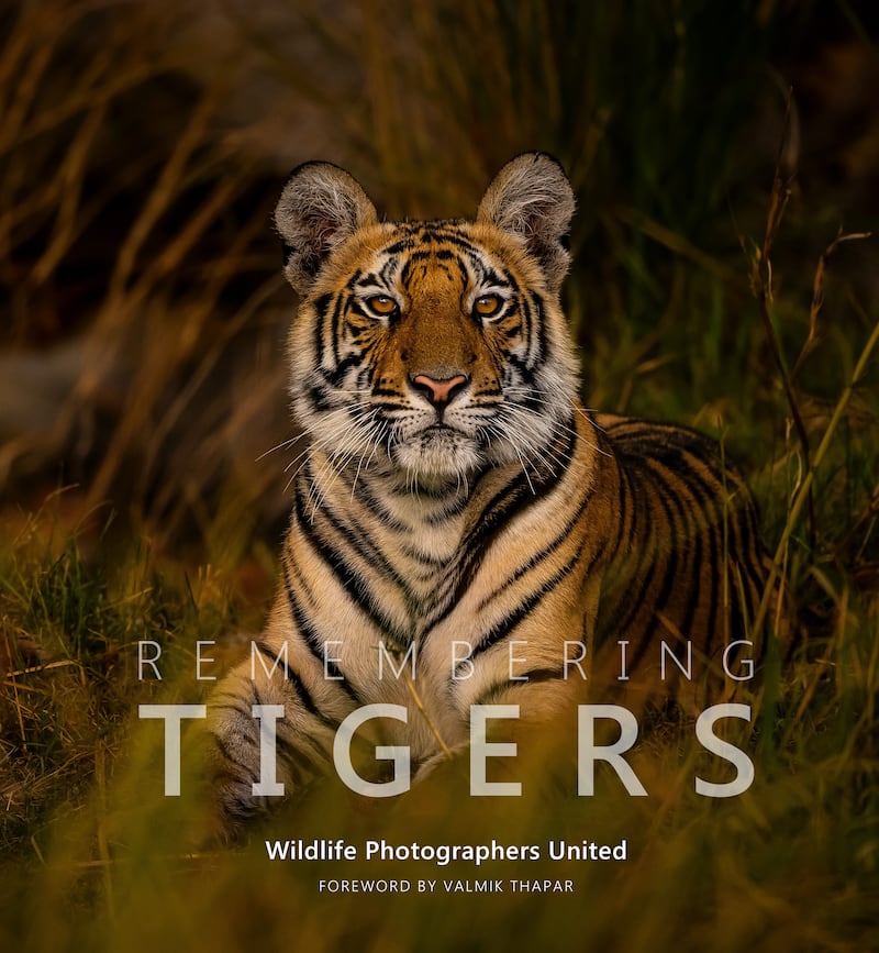 Remembering Tigers, cover image of a Bengal tiger in Bandhavgarh National Park, India. Sarah Skinner/Remembering Tigers