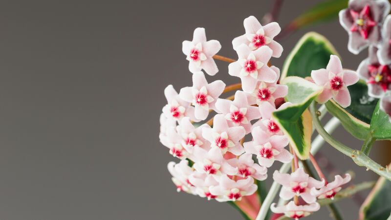 Hoya carnosa ‘Krimson Queen’ in bloom