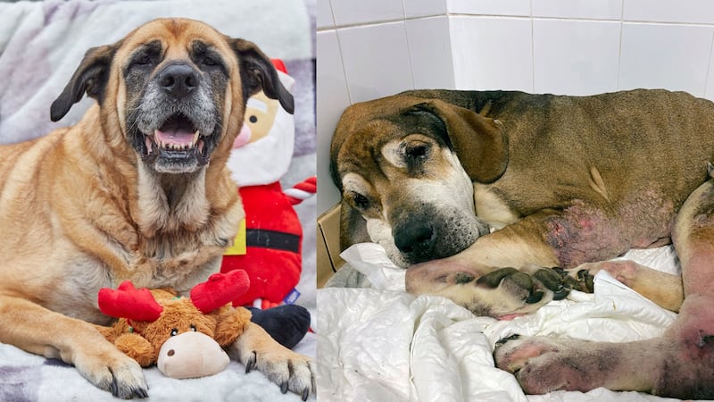 Molly-Moo, a German Shepherd cross mastiff, was found wandering the streets alone ‘starving and broken’ just days before Christmas last year.