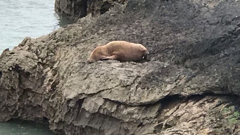 The walrus has appeared in Pembrokeshire having travelled to South Wales from the Arctic via Ireland.