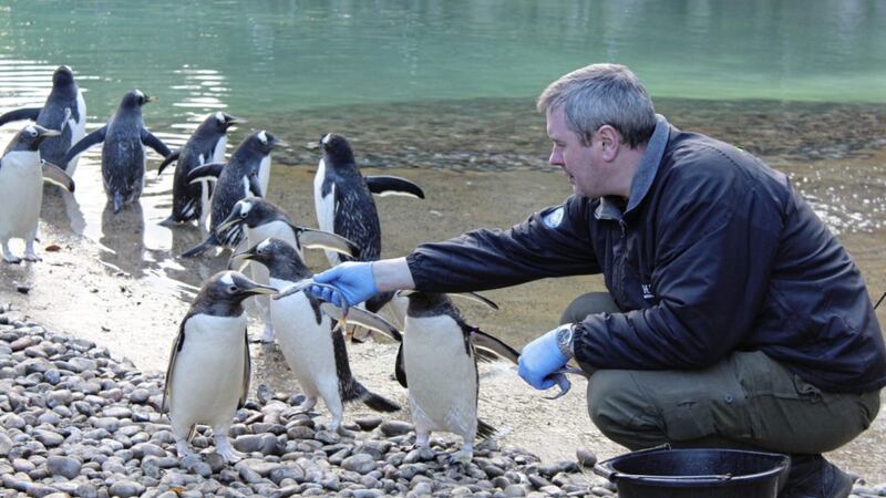 Raymond Robinson feeding the penguins at Belfast Zoo 