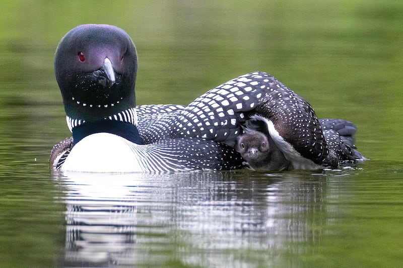 A loon and its chick