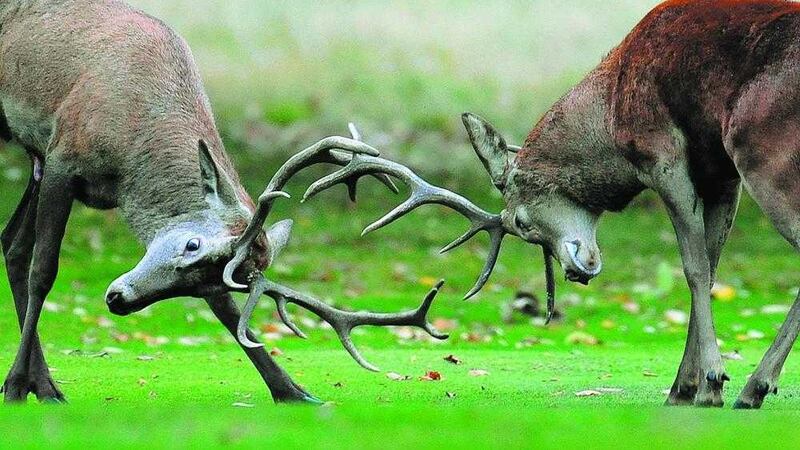 Experts say stags are among the most dangerous wild animals to attempt to handle 