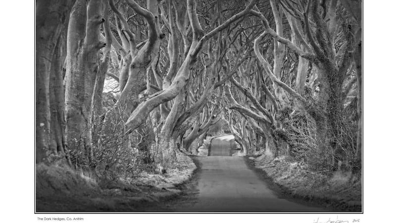 A photograph of the Dark Hedges in Co Antrim by Johnny Bambury is amongst those featuring in his latest collection. Picture by Paul Sherwood 