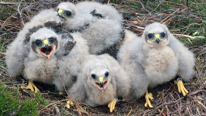 Eighteen young birds of prey have fledged from five nests in Northumberland, conservationists have revealed.