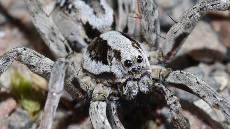 The rare spider has not been seen since the early 1990s.