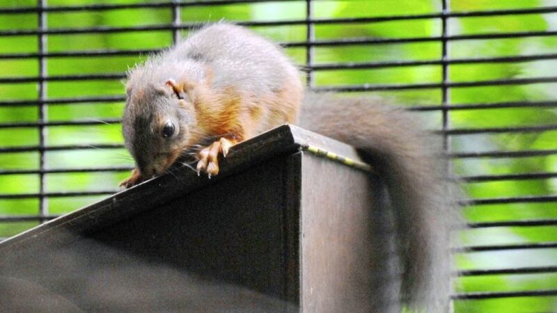 Belfast Zoo has been breeding red squirrels since 2012 and have to date released 30 reds into the wild            