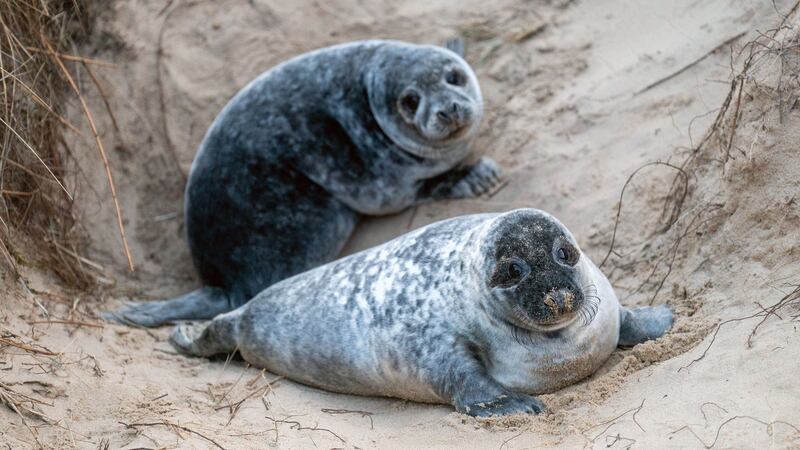 About 50% of the world population of grey seals lives around the British coast.