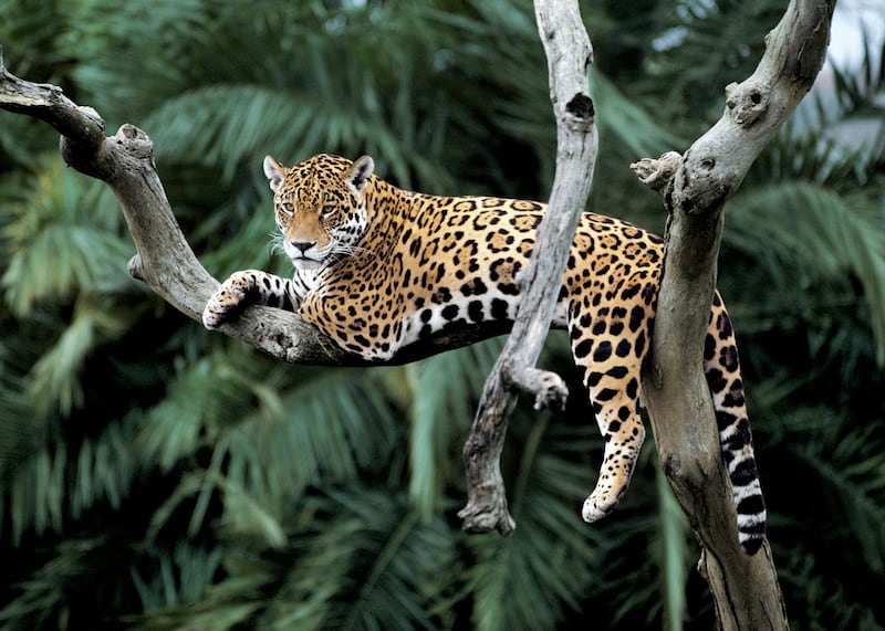 Jaguar in a tree in Brazil.