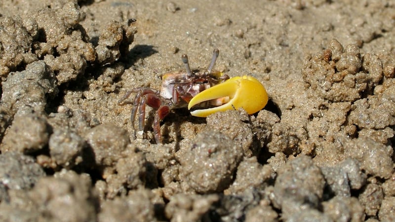 Male fiddler crabs flag up their fitness with energetic courtship displays.