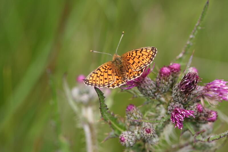 Small pearl-bordered fritillary butterflies have undergone declines in England
