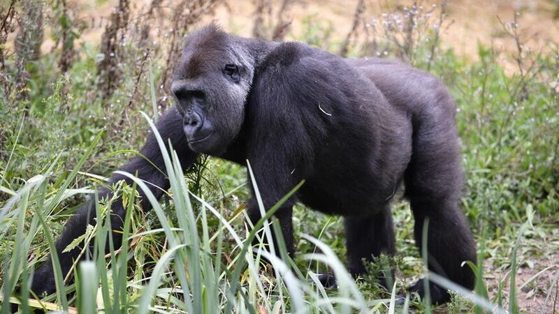 Gorillas break the mould when it comes to early life adversity affecting lifespan, new research suggests (Beresford Hodge/PA)