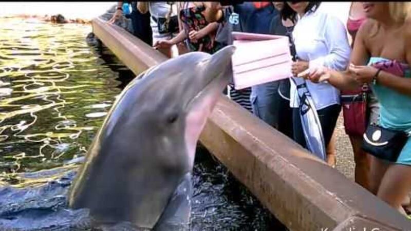 &nbsp;After the dolphin grabs the iPad and tosses it into the water, the woman retrieves the device and then quickly walks away