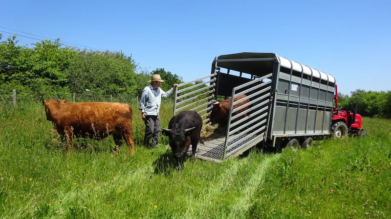 Cattle introduced to young woodland