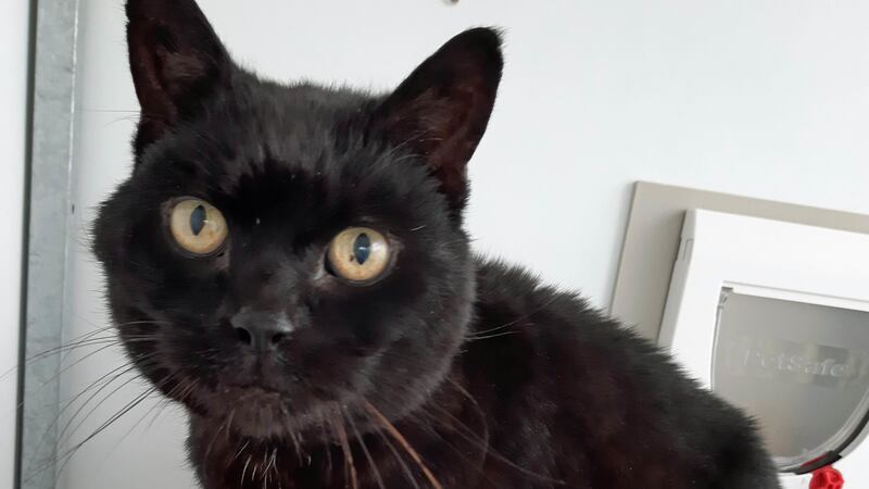 Isle of Wight cat Jess has been reunited with his owners after going missing in 2007.