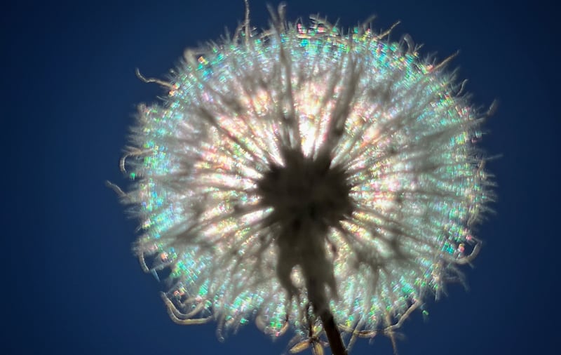 A dandelion captured before the wind scatters it across the Belfast hills. Picture by Mal McCann