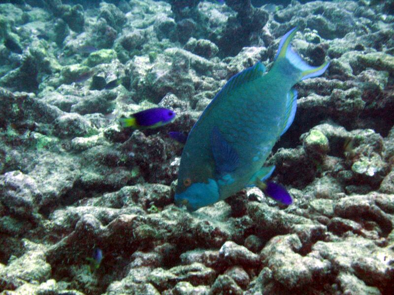 A parrotfish feeding on degraded coral in the Seychelles 