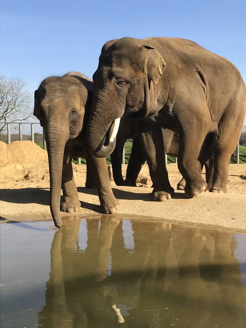Whipsnade Zoo hopes for elephant pregnancy
