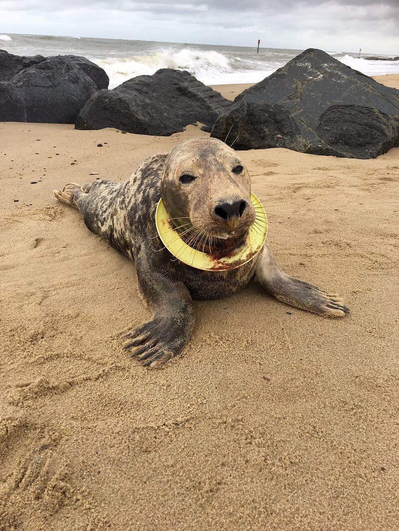 Seal trapped in frisbee