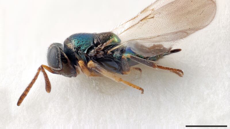 Dalek nationi, a new species of wasp from Costa Rica named after the Dr Who monsters the Daleks