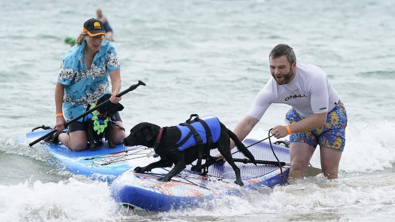 The surf was up as dogs and their owners raced for a winning spot at the event in Poole, Dorset.